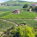 Northern Italy Vineyard Tour